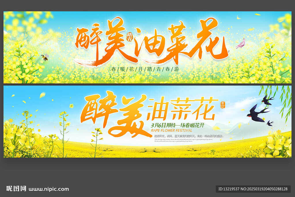 油菜花
