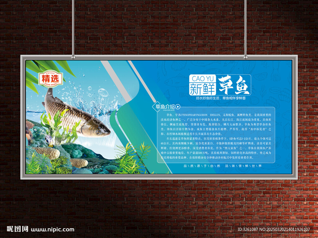 草鱼