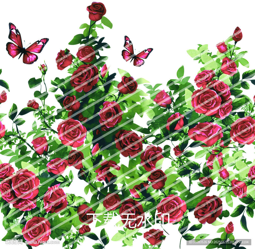 玫瑰花