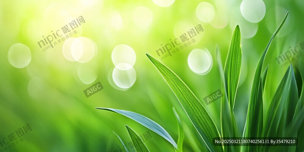 绿色草地的清新光影