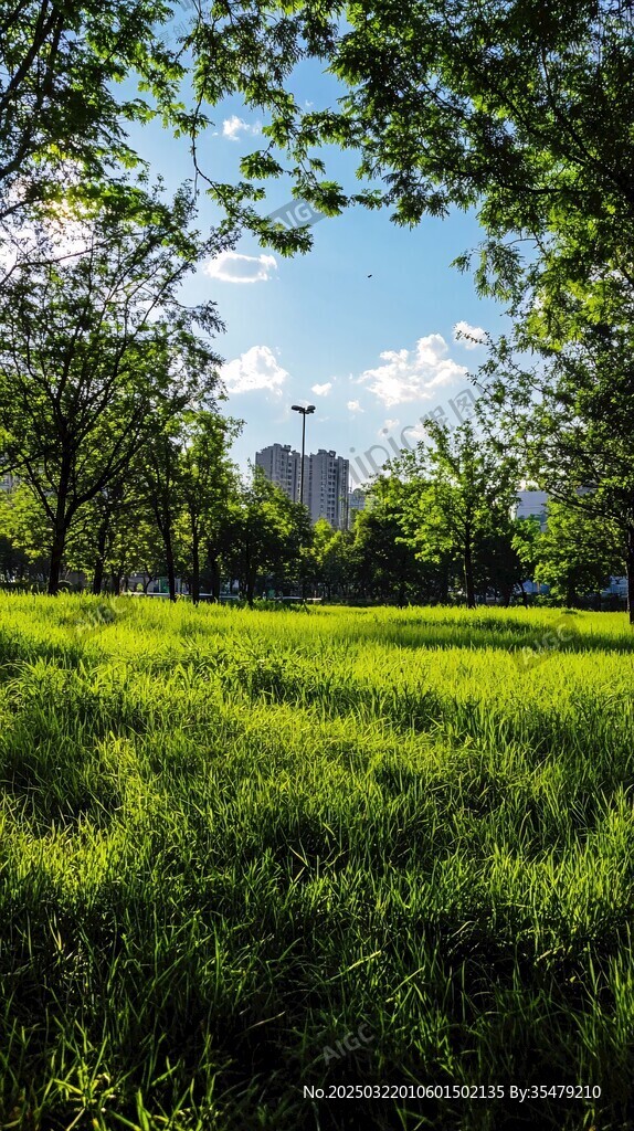 城市中的绿色公园