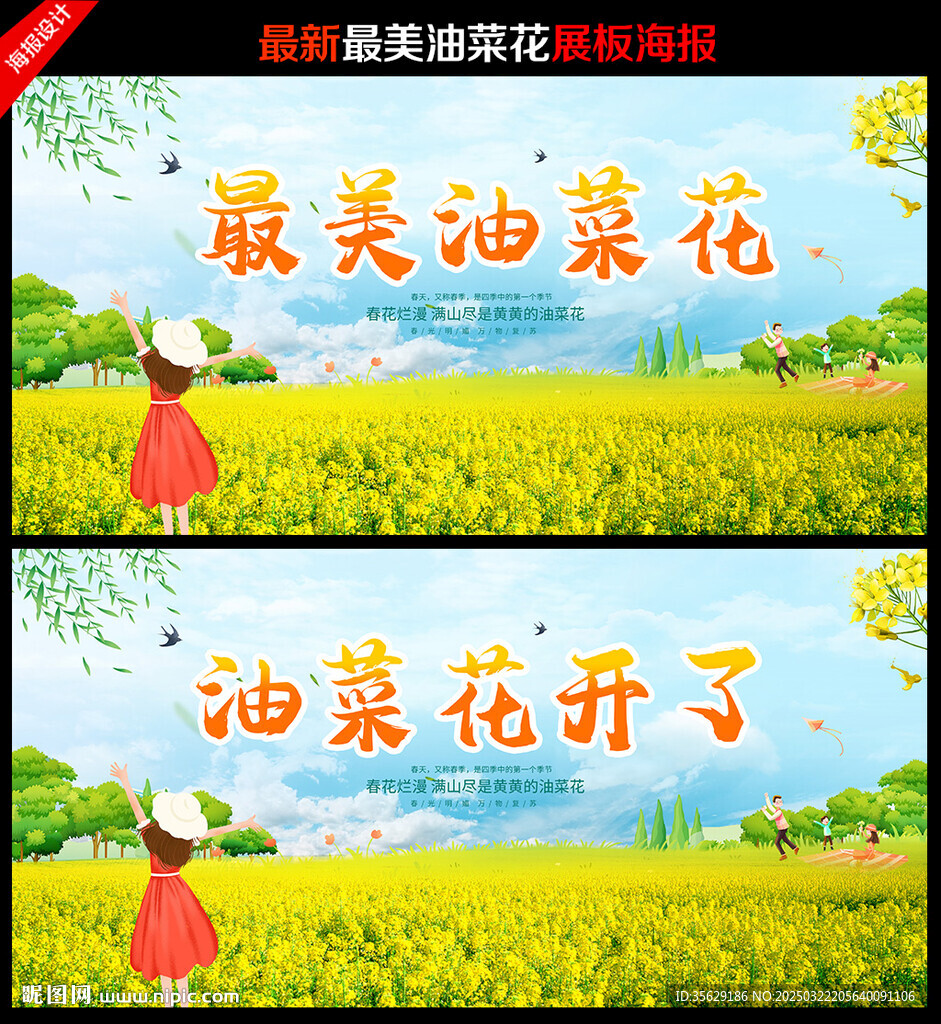 油菜花