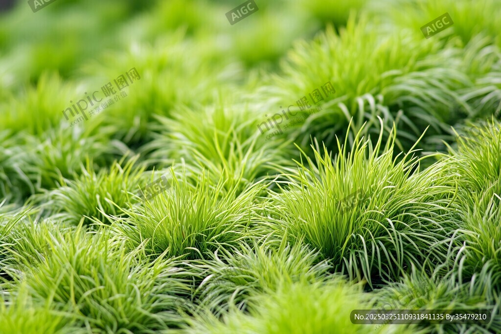 翠绿丛生小草生机盎然
