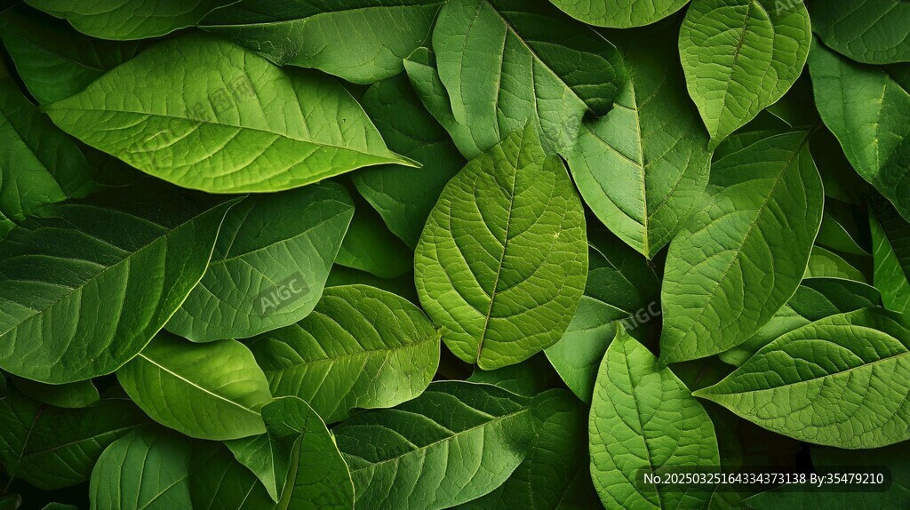 翠绿叶片铺就生机画面