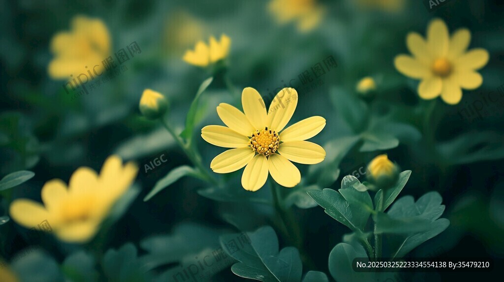 黄色小花绽放绿意间