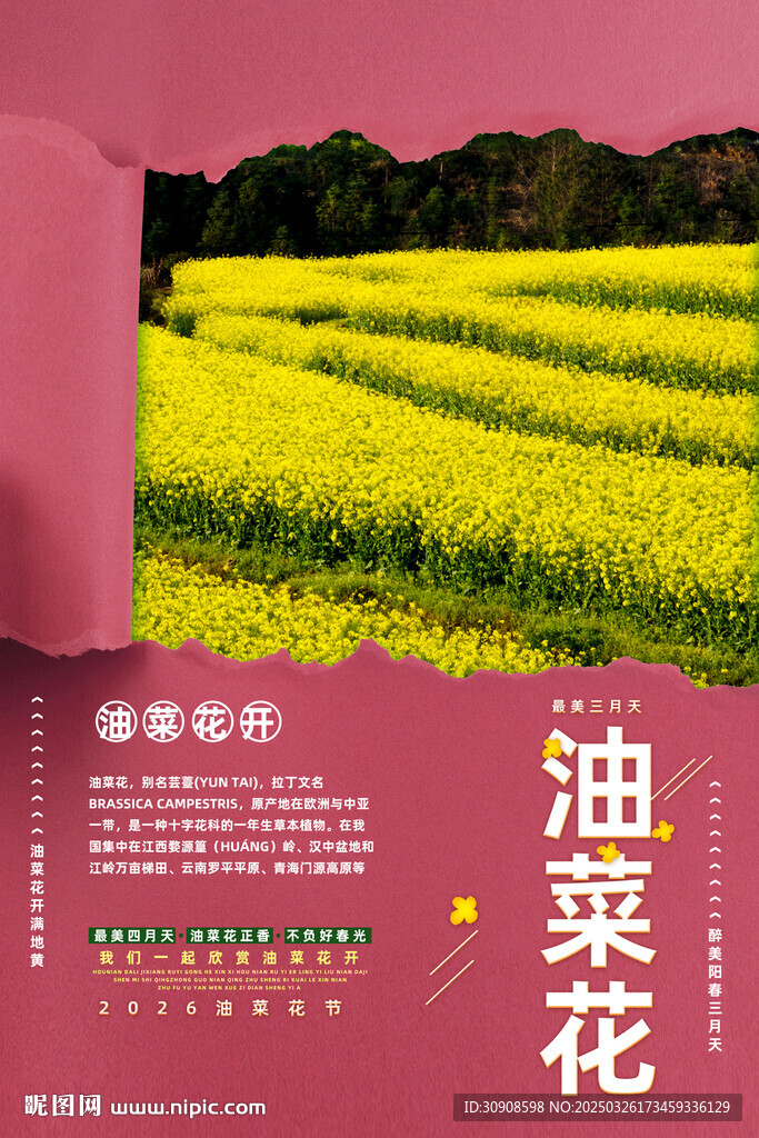 油菜花