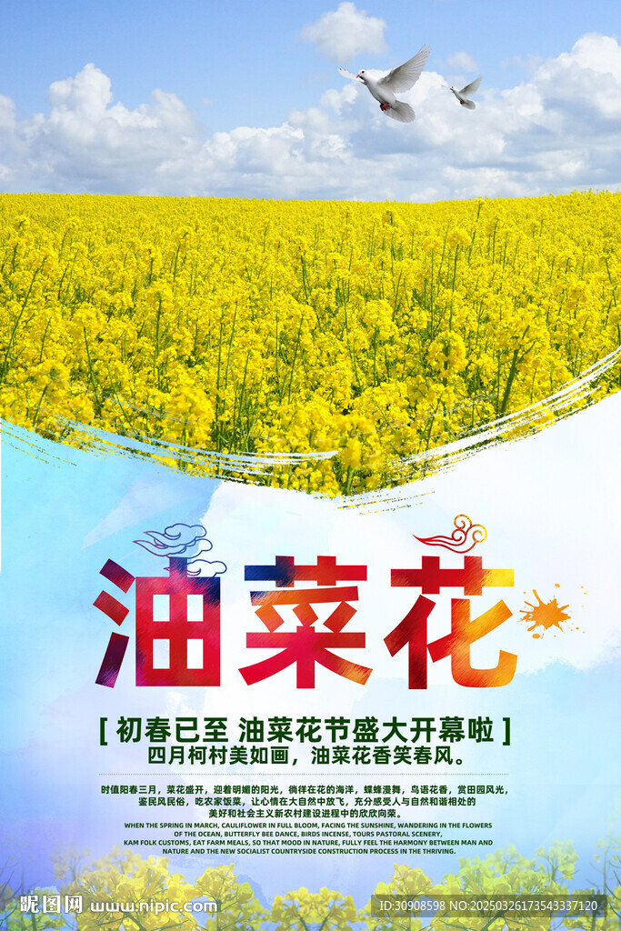 油菜花