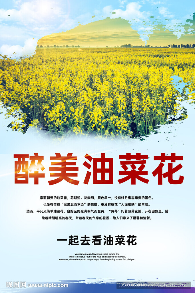 油菜花