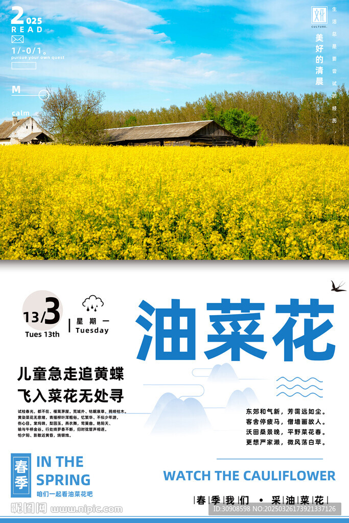 油菜花