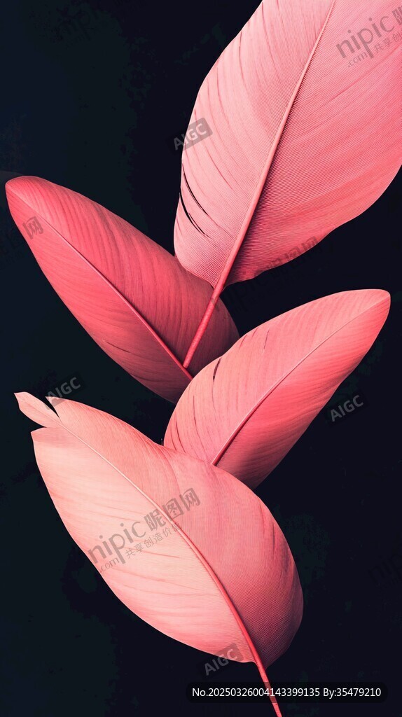 粉色羽毛 梦幻自然之美