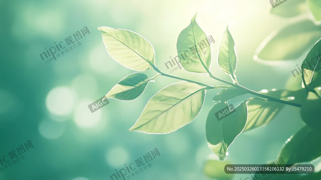 阳光下的嫩绿枝叶
