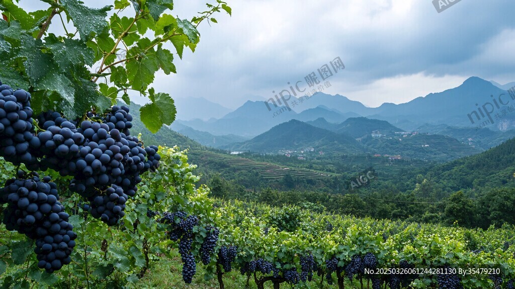 山间葡萄园的紫葡萄美景