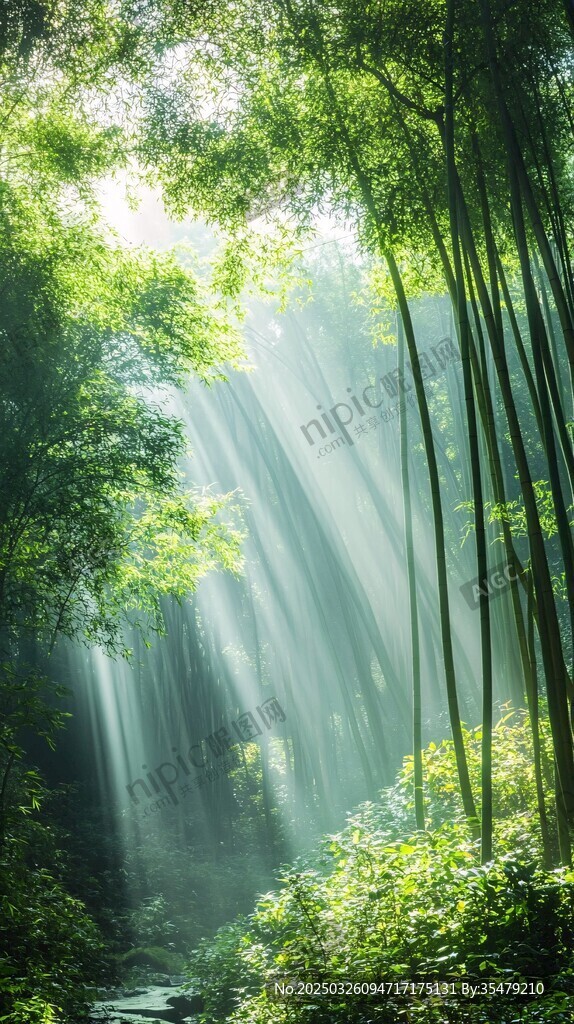 阳光洒落的静谧竹林