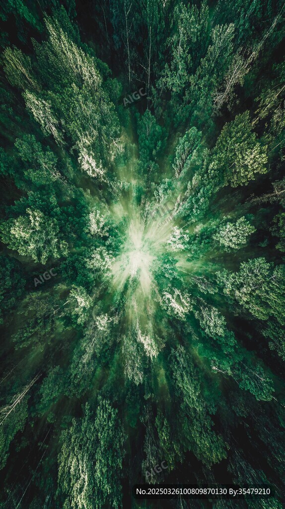 俯瞰葱郁森林的壮丽景观
