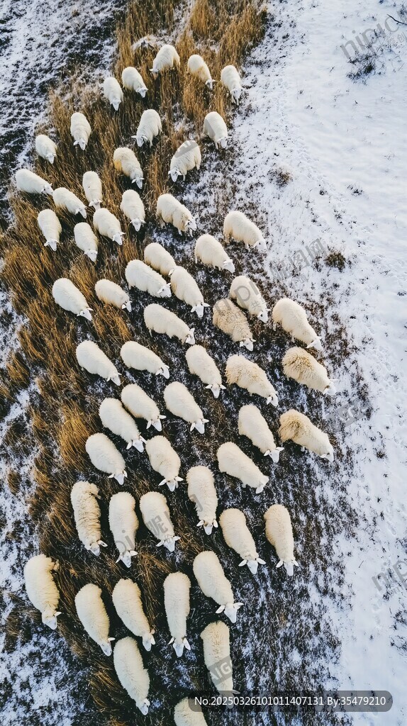 雪地羊群俯视图