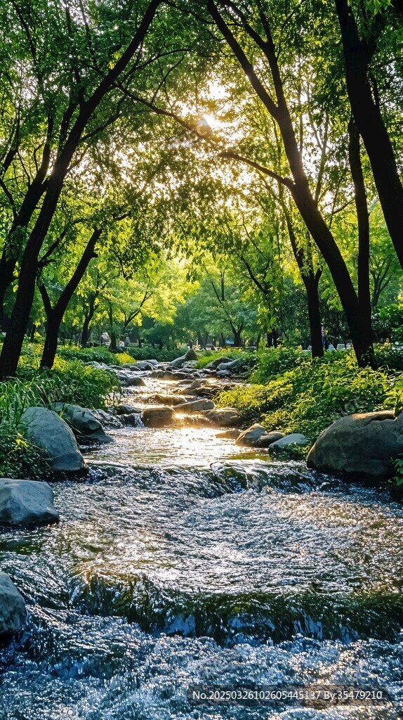阳光洒落林间潺潺溪流