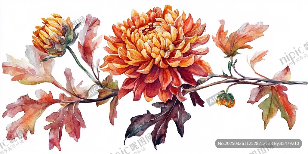 秋日菊花枝叶水彩画
