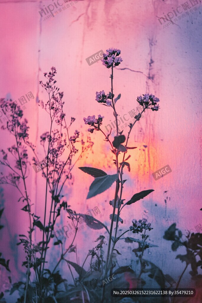 夕阳下的紫色花卉剪影