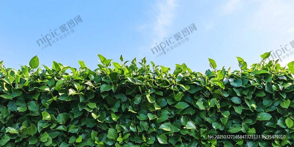 翠绿植物墙与蔚蓝天空