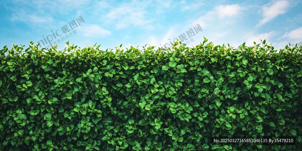 翠绿繁茂的植物围墙