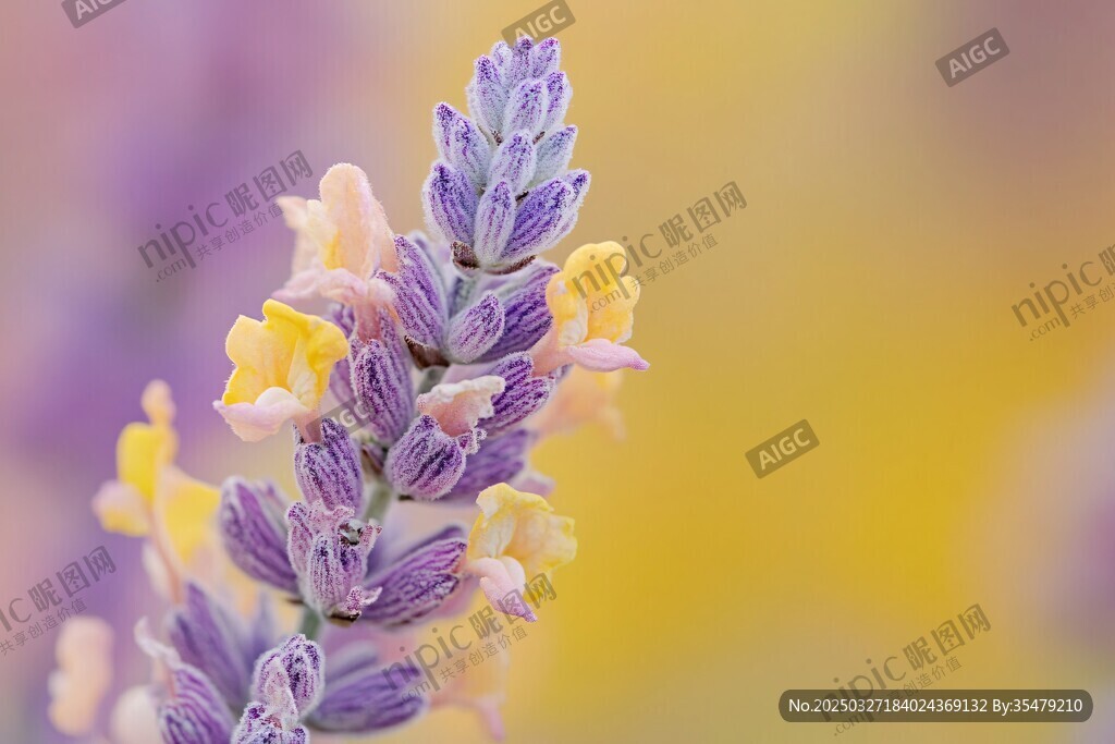 紫色薰衣草花特写