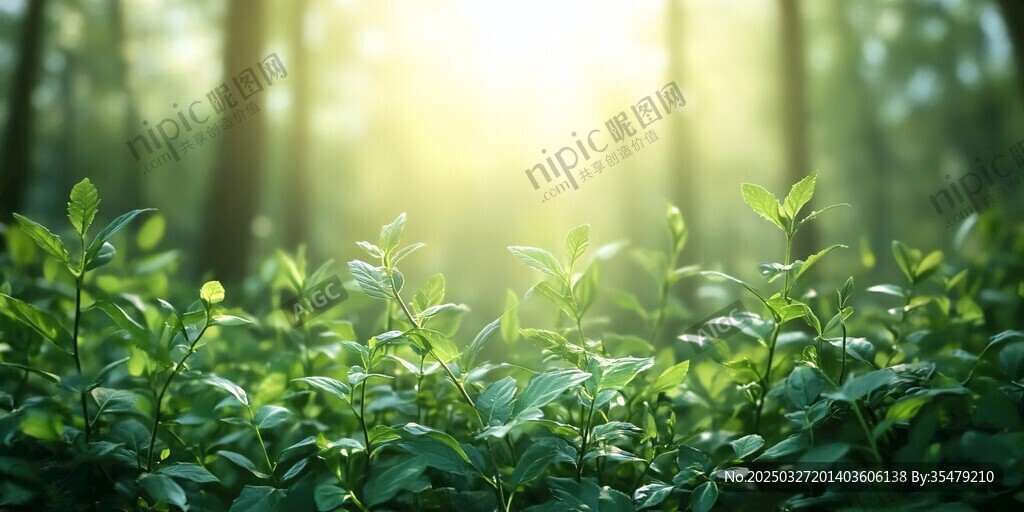 阳光洒落的林间绿意