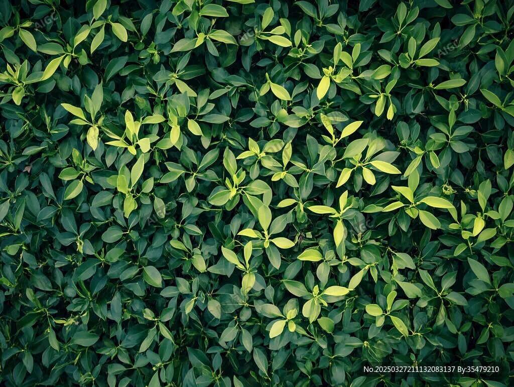 翠绿繁茂的植物叶片背景