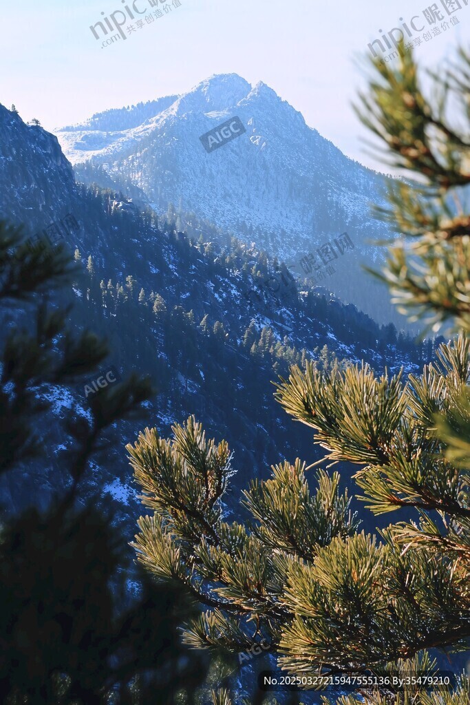 雪覆山峦间的松林景致