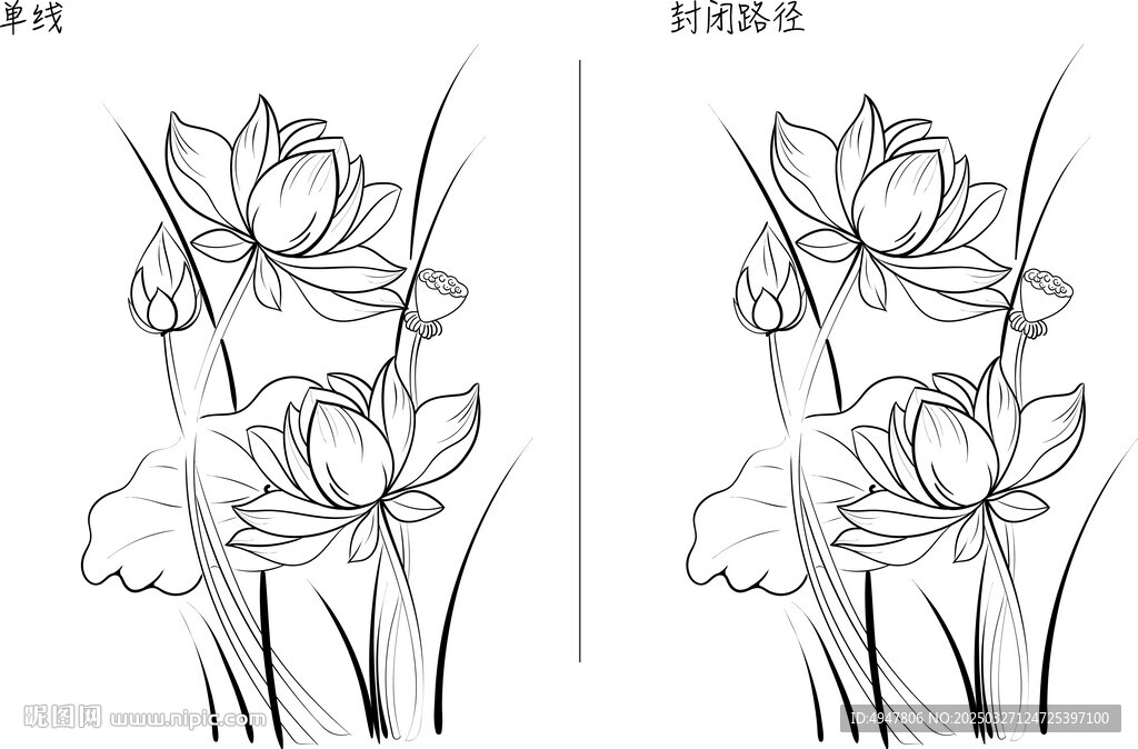 荷花 矢量图