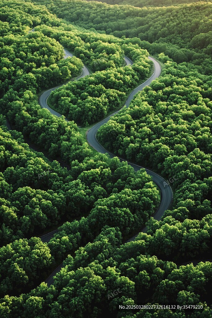 蜿蜒公路穿梭葱郁森林