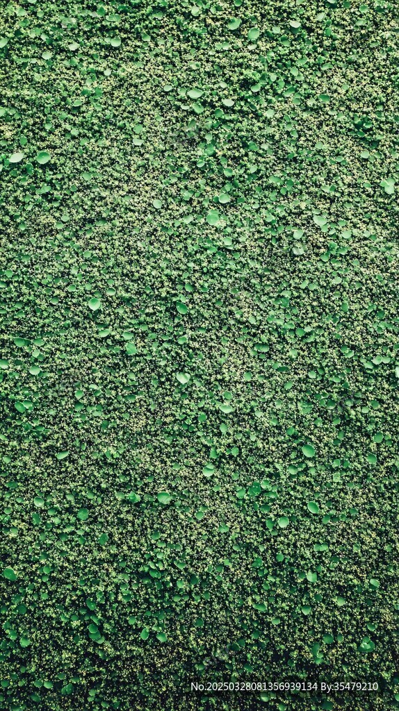 翠绿细碎植物纹理背景