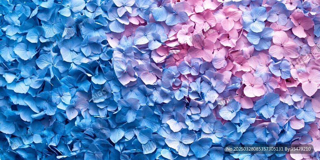 蓝粉绣球花瓣梦幻背景