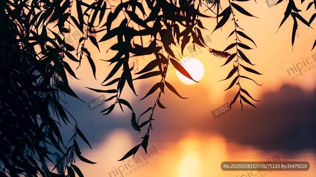 夕阳下的柳枝剪影美景