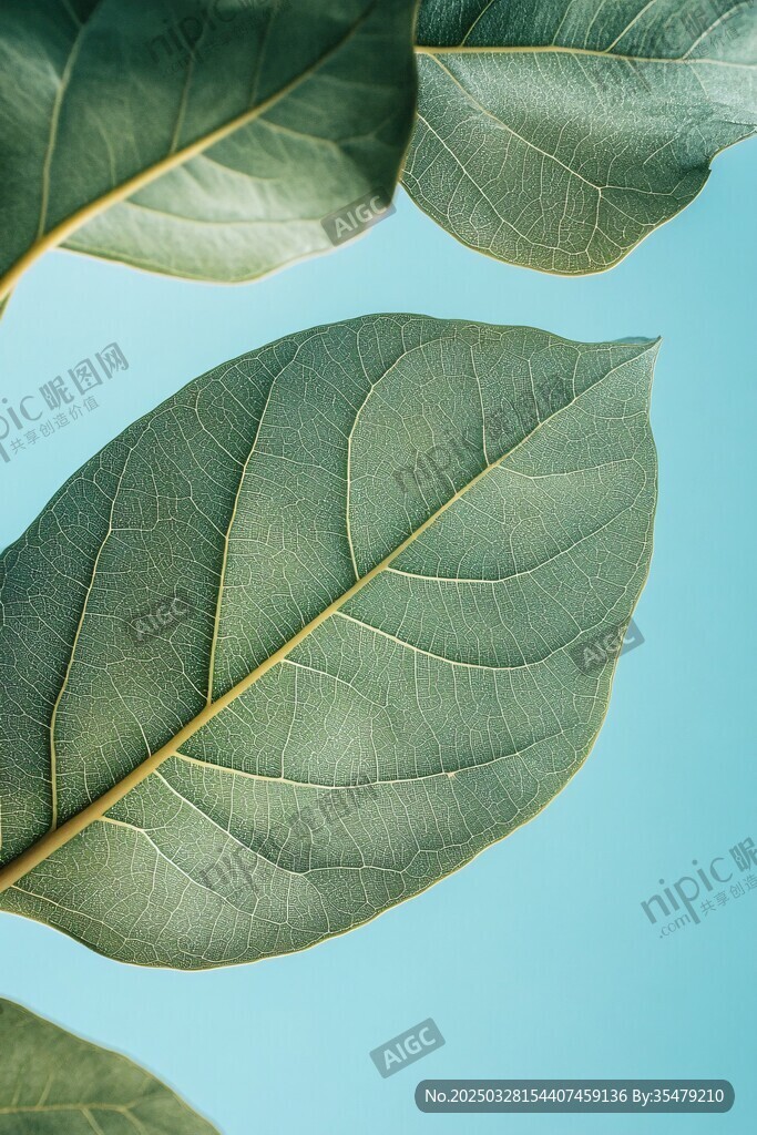 蓝底绿叶特写