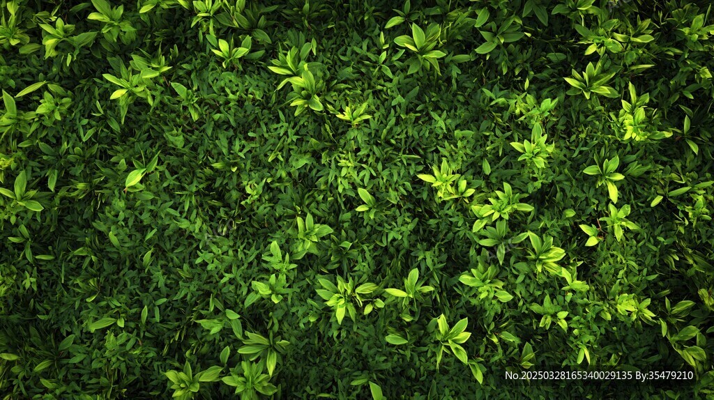 翠绿繁茂的植物墙景观