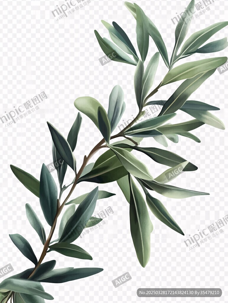 橄榄枝叶插画