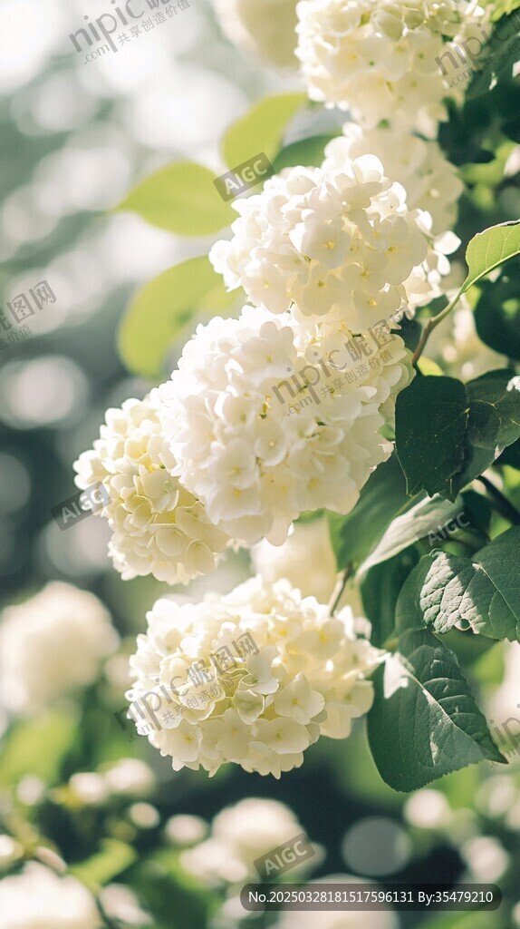 洁白绣球花绽放于绿叶间