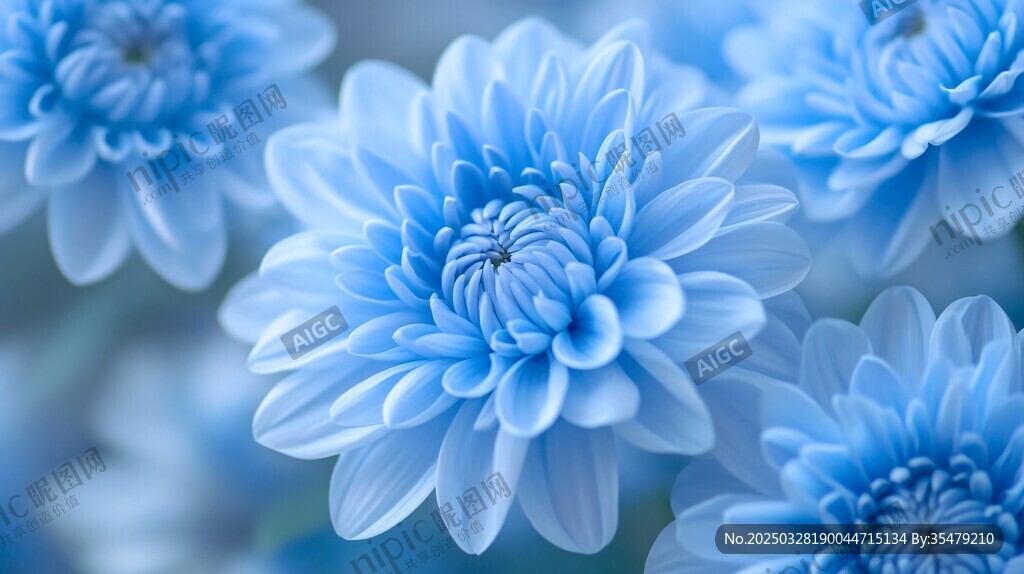 蓝色菊花特写 清新雅致