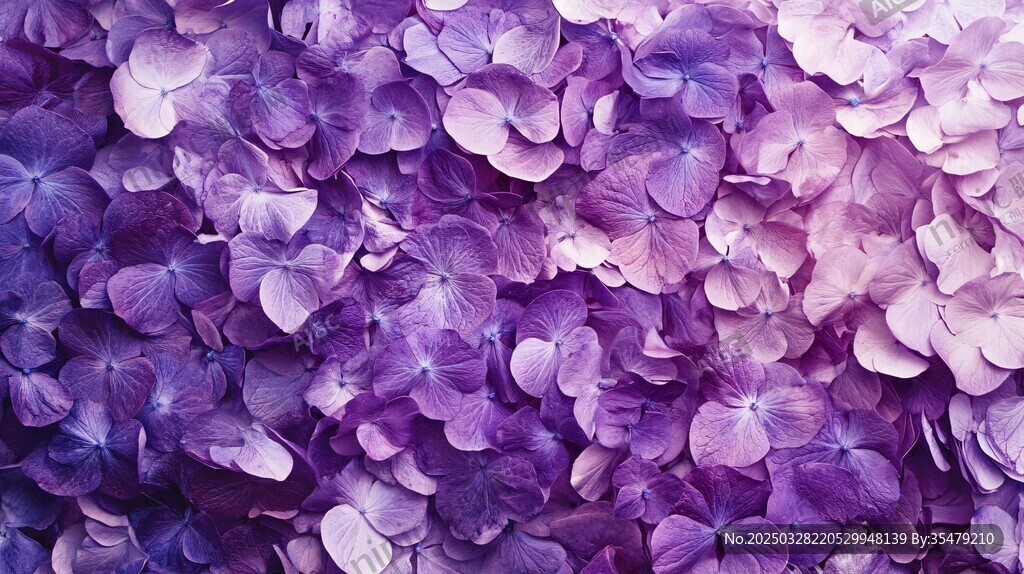 紫色绣球花浪漫花卉背景