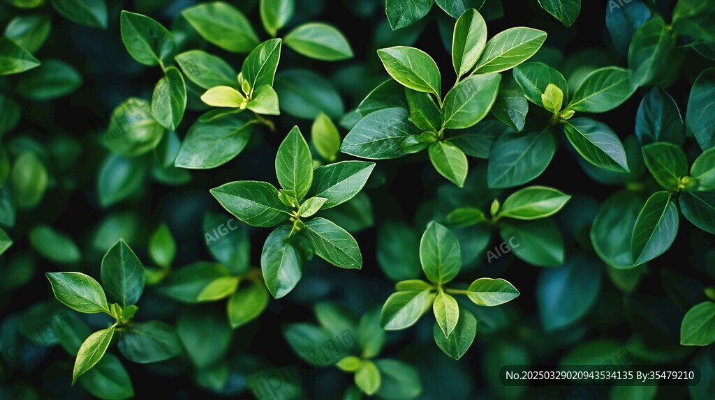 翠绿叶片的清新植物特写