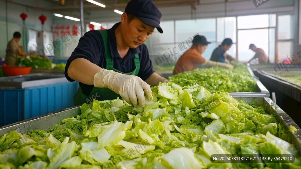 工人专注分拣新鲜蔬菜