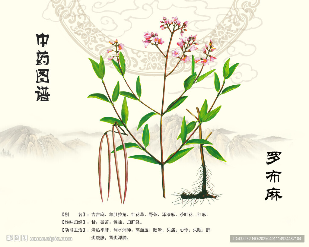 罗布麻中药罗布麻