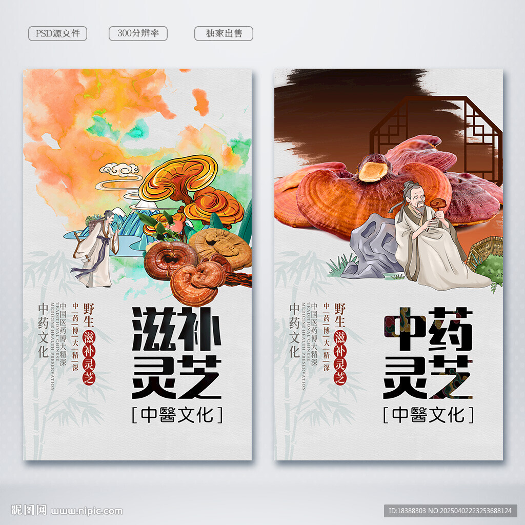 灵芝