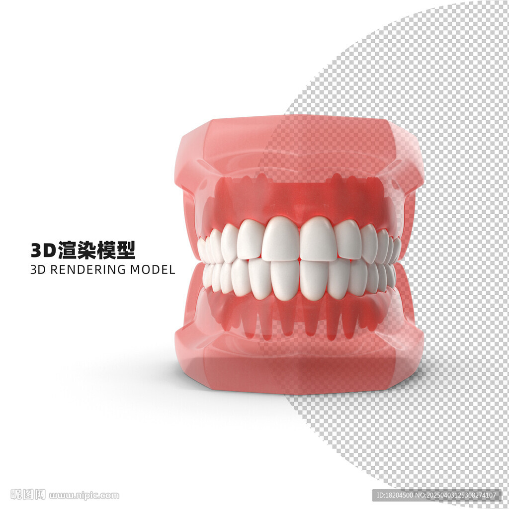 正常牙齿模型 口腔