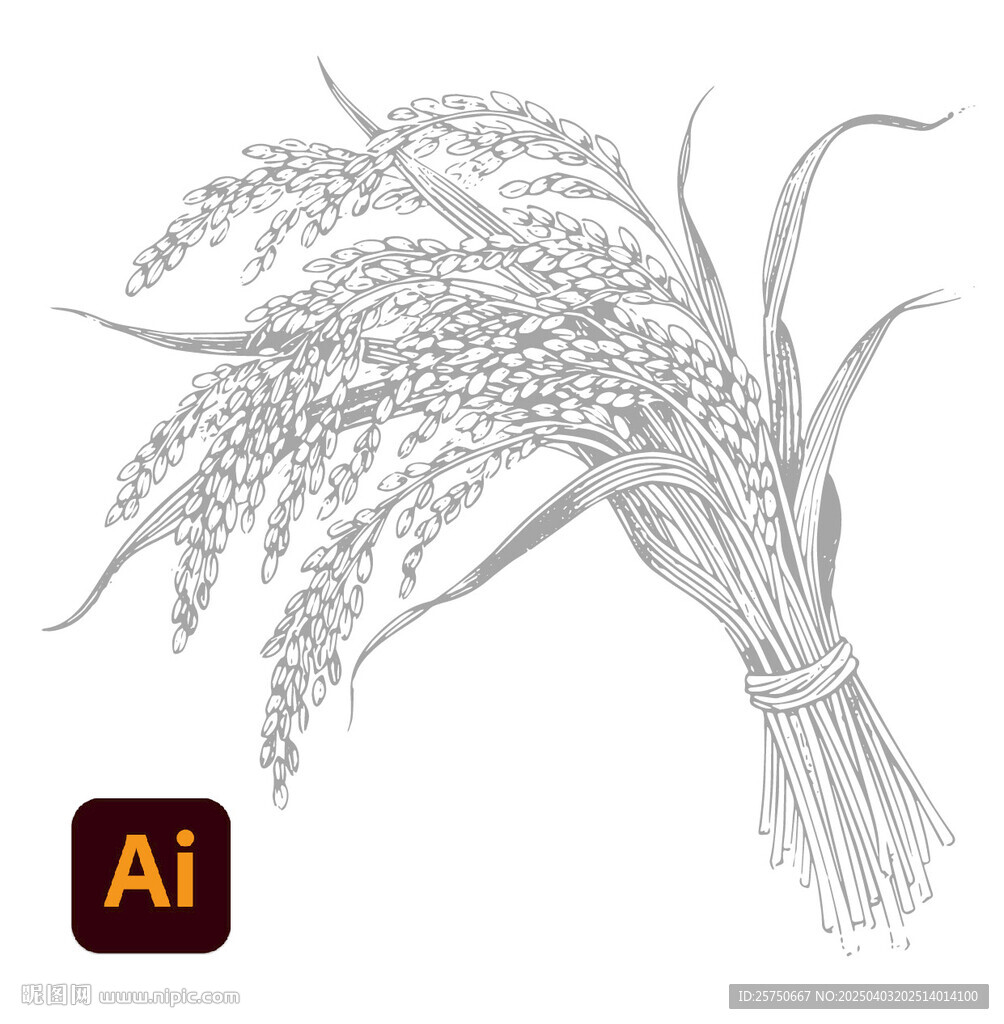 水稻插画