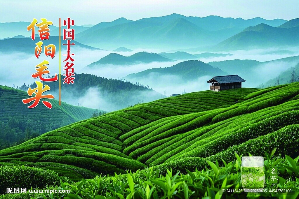 信阳毛尖