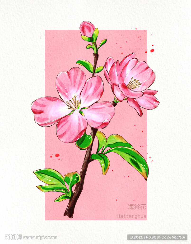 海棠花