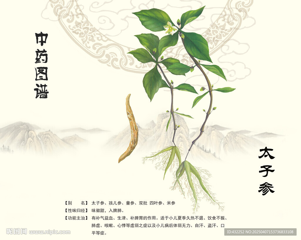 太子参孩儿参