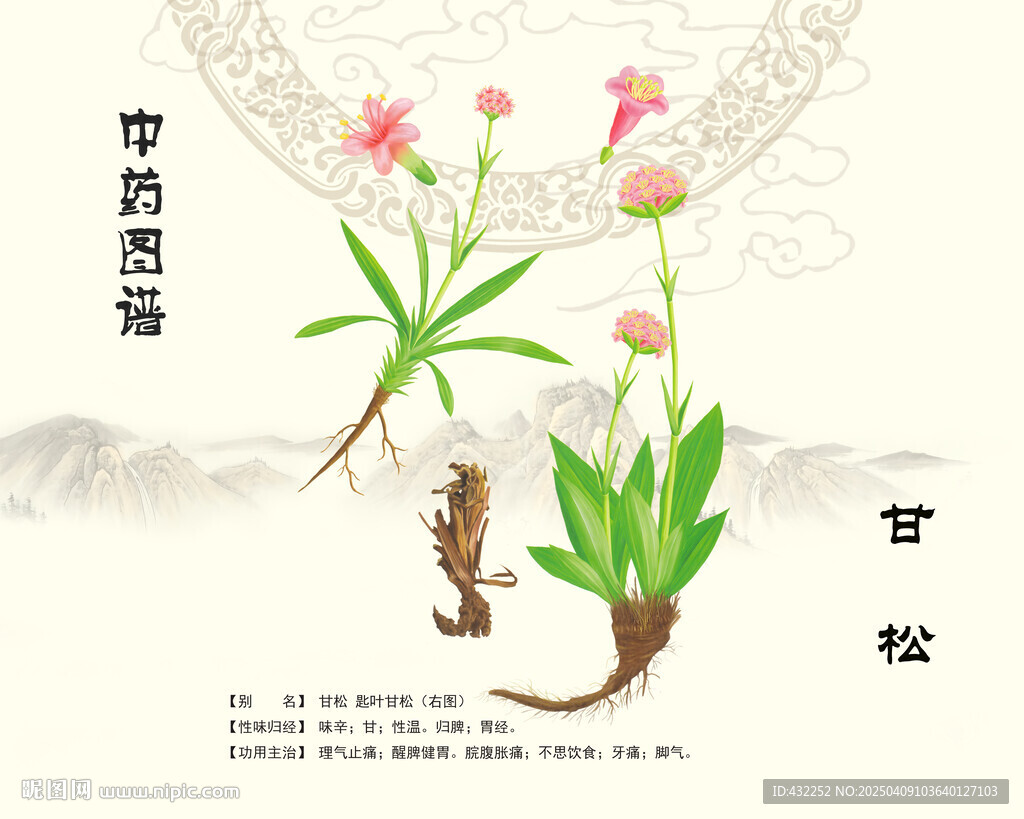 甘松中药甘松