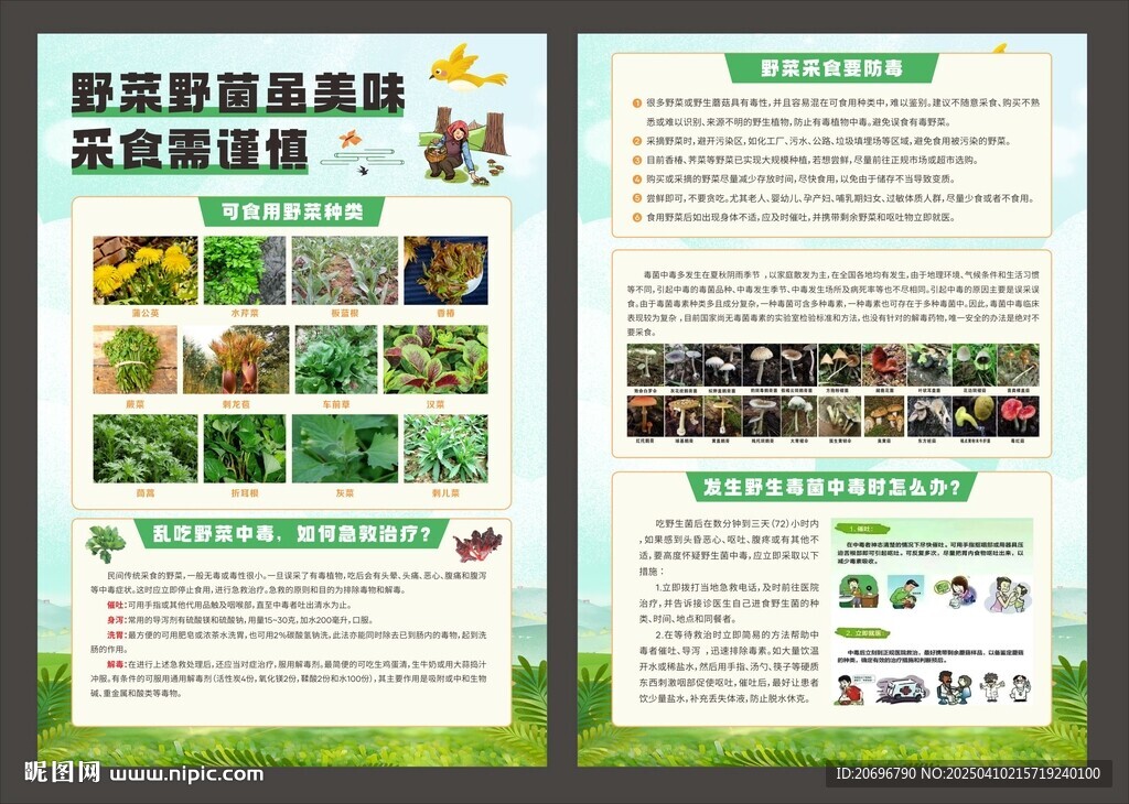 野菜野菌采食宣传单